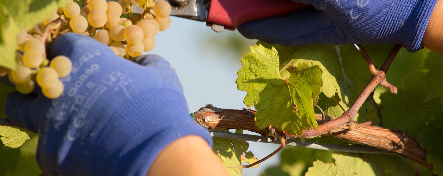 Enoteca a imola